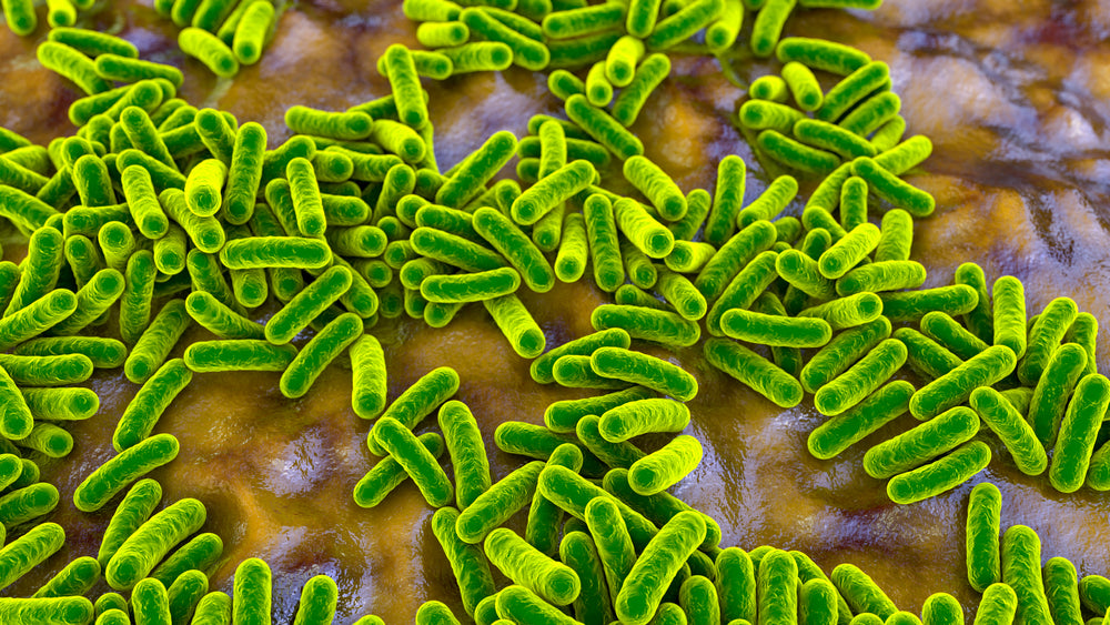 Trusting your gut - understanding the link between gut health & nutrition