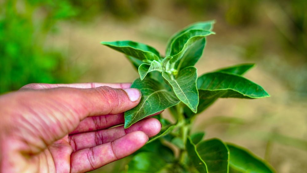 Adaptogens Unveiled: The Ancient Secret to Modern Stress Relief - Nuzest UK