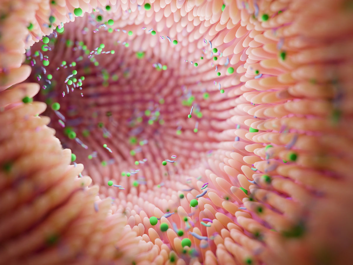 Does Gut Health Affect Your Immune System? | Do These 6 Things - Nuzest UK