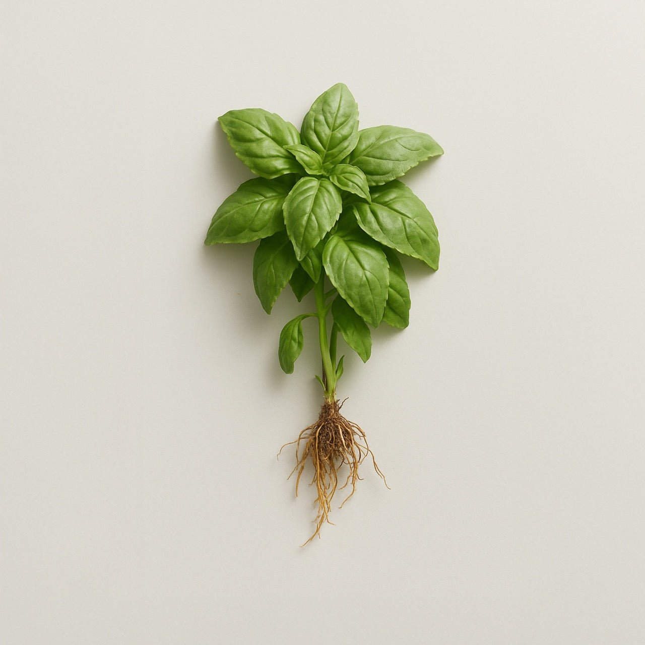 Basil - Nuzest UK