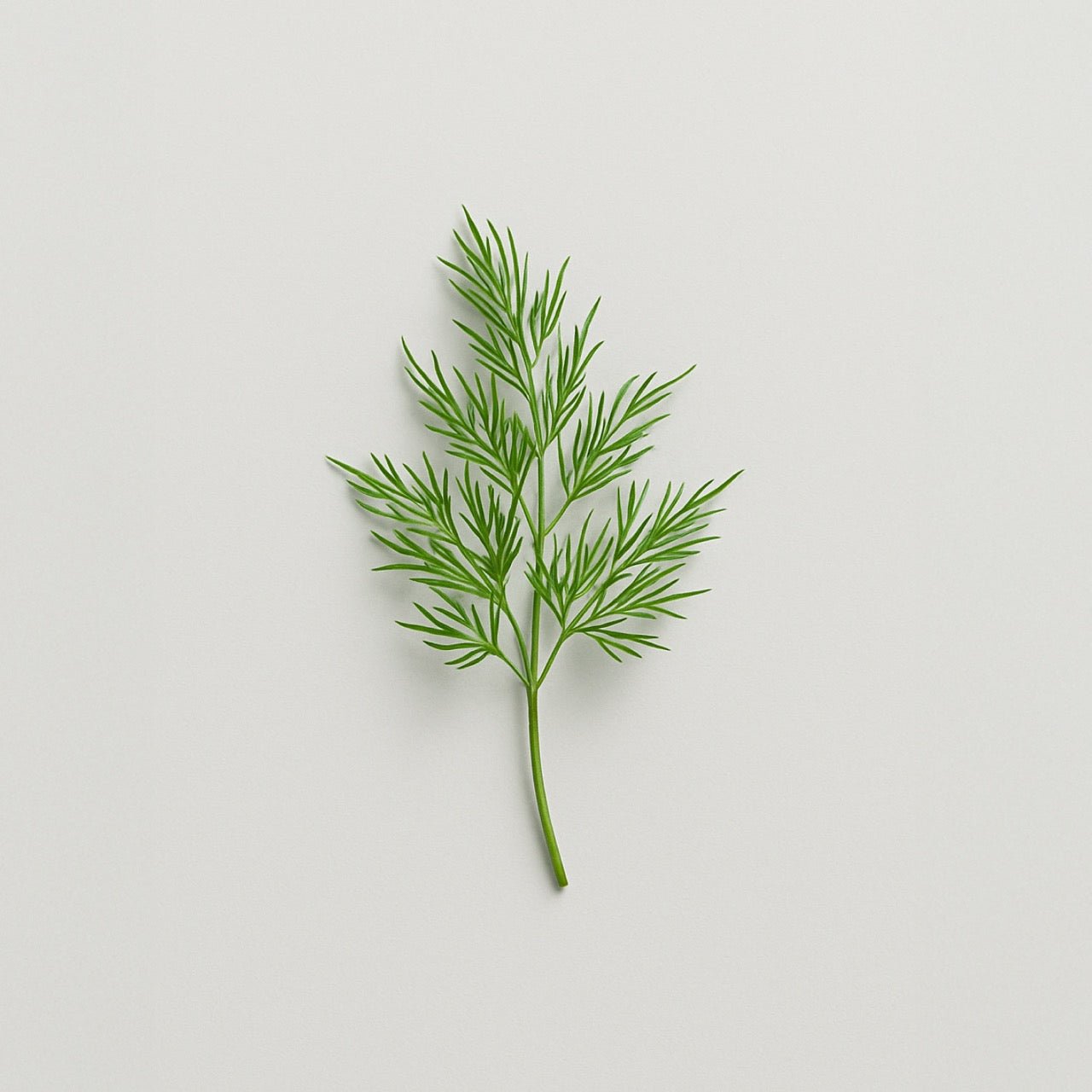 Dill - Nuzest UK
