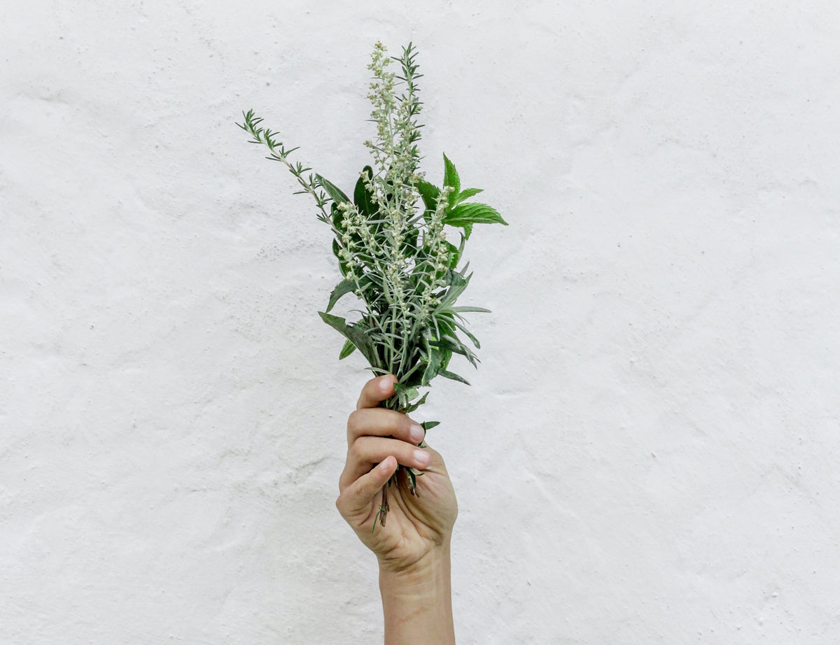 The Benefits of Plant Extracts and Why We Choose to Use Them - Nuzest UK